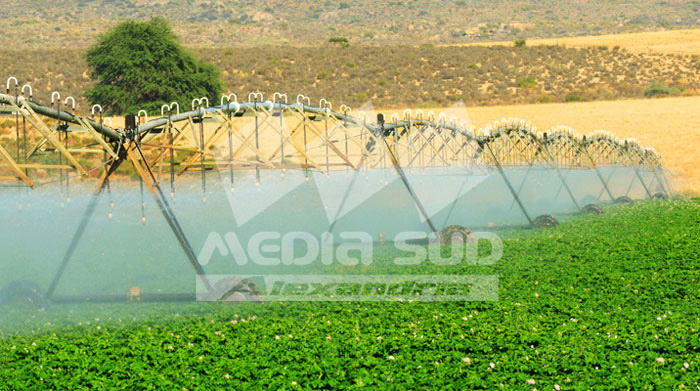 Stadiul platilor