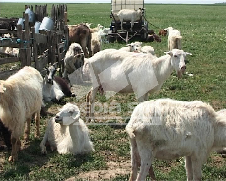 Crescatorii de animale