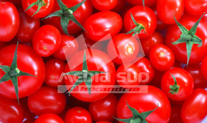 Producatori de tomate