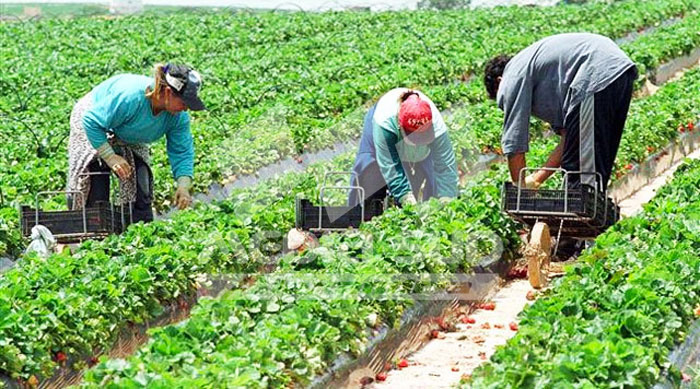 Agricultura