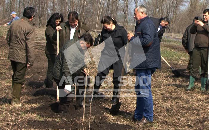 Plantare copaci