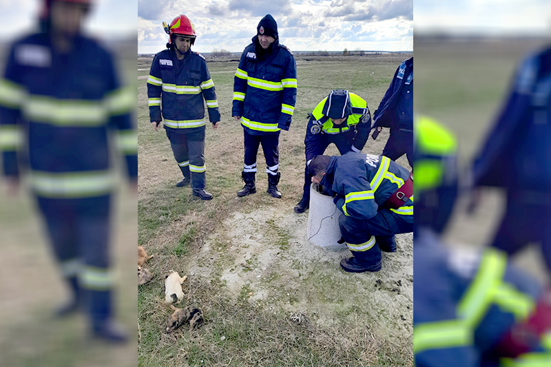 Amendat pentu abandon de animale