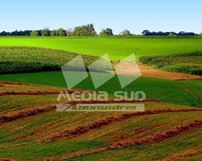 Teren agricol