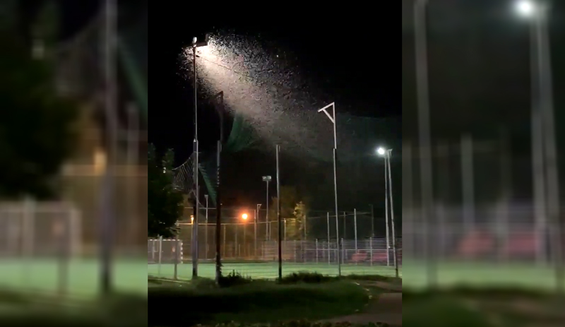 Primaria Alexandria a anuntat ca va fi efectuat un nou tratament de dezinsectie in municipiu